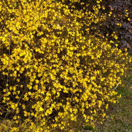 Winter Jasmin 1L 1