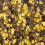 Winter Jasmin 1L 3