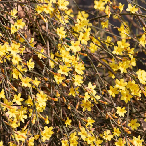 Winter Jasmin 1L 2