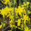 Winter Jasmin 1L 4