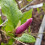 Magnolia Susan 2L 2