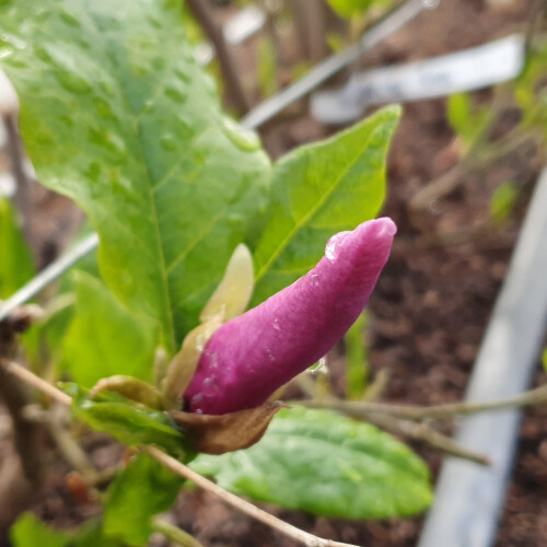 Magnolia Susan 2L 1