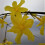 Winter Jasmin 1L 5