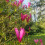 Magnolia Susan 2L 3