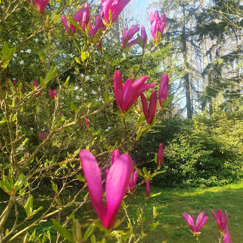 Magnolia Susan 2L 2