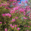 Magnolia Susan 2L 4