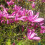 Magnolia Susan 2L 5