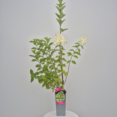 Hortensja Limelight bukietowa 2L 1