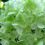 Hortensja Limelight bukietowa 2L 3