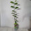 Magnolia George Henry Kern 2L 2