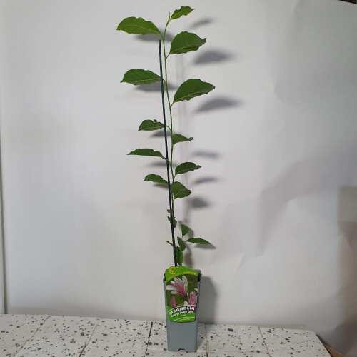 Magnolia George Henry Kern 2L 1