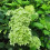 Hortensja Limelight bukietowa 2L 4