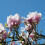 Magnolia George Henry Kern 2L 3