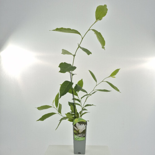 Magnolia Alba Superba 2L 1