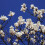 Magnolia Alba Superba 2L 3