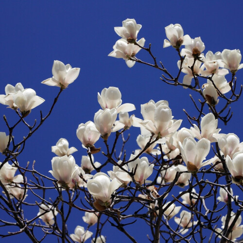 Magnolia Alba Superba 2L 2