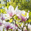 Magnolia George Henry Kern 2L 4
