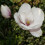 Magnolia Alba Superba 2L 4