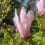 Magnolia George Henry Kern 2L 5