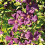 Clematis Polish Spirit 2L 2