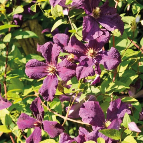 Clematis Polish Spirit 2L 1