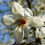 Magnolia Alba Superba 2L 5
