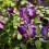 Clematis Polish Spirit 2L 3