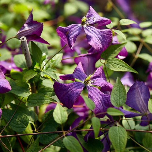Clematis Polish Spirit 2L 2