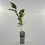 Magnolia Leonard Messel 2L 2