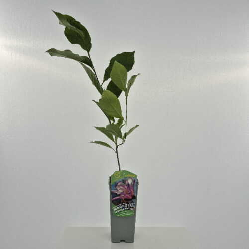 Magnolia Leonard Messel 2L 1