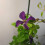 Clematis Polish Spirit 2L 4