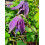 Clematis Polish Spirit 2L 5