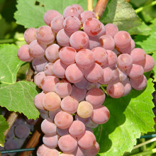 Winorośl Einset Seedless bezpestkowa 2L