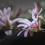 Magnolia Leonard Messel 2L 3