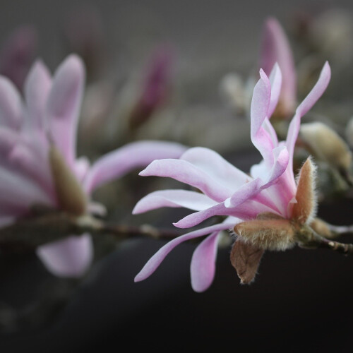 Magnolia Leonard Messel 2L 2