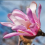 Magnolia Leonard Messel 2L 4