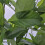 Magnolia Leonard Messel 2L 5