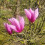 Magnolie Betty 2L 3