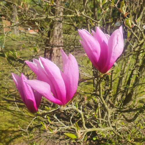 Magnolie Betty 2L 2