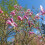 Magnolie Betty 2L 4