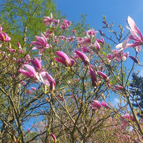 Magnolia Betty 2L 2