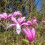 Magnolie Betty 2L 5