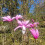 Magnolia Betty 2L 5
