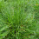 Kostrzewa miotlasta 1L 4