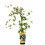 Winnik zmienny Elegans 1L 2