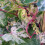 Winnik zmienny Elegans 1L 5