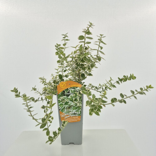 Trzmielina Fortunea Silver Queen 2L 1