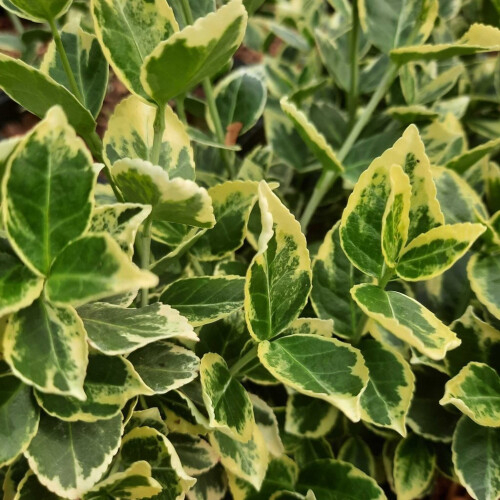 Trzmielina Fortunea Silver Queen 2L 2