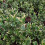 Trzmielina Fortunea Silver Queen 2L 4