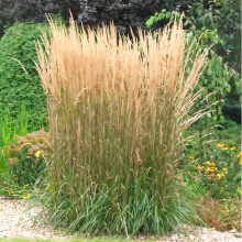 Calamagrostis acutiflora Karl Foester 2L